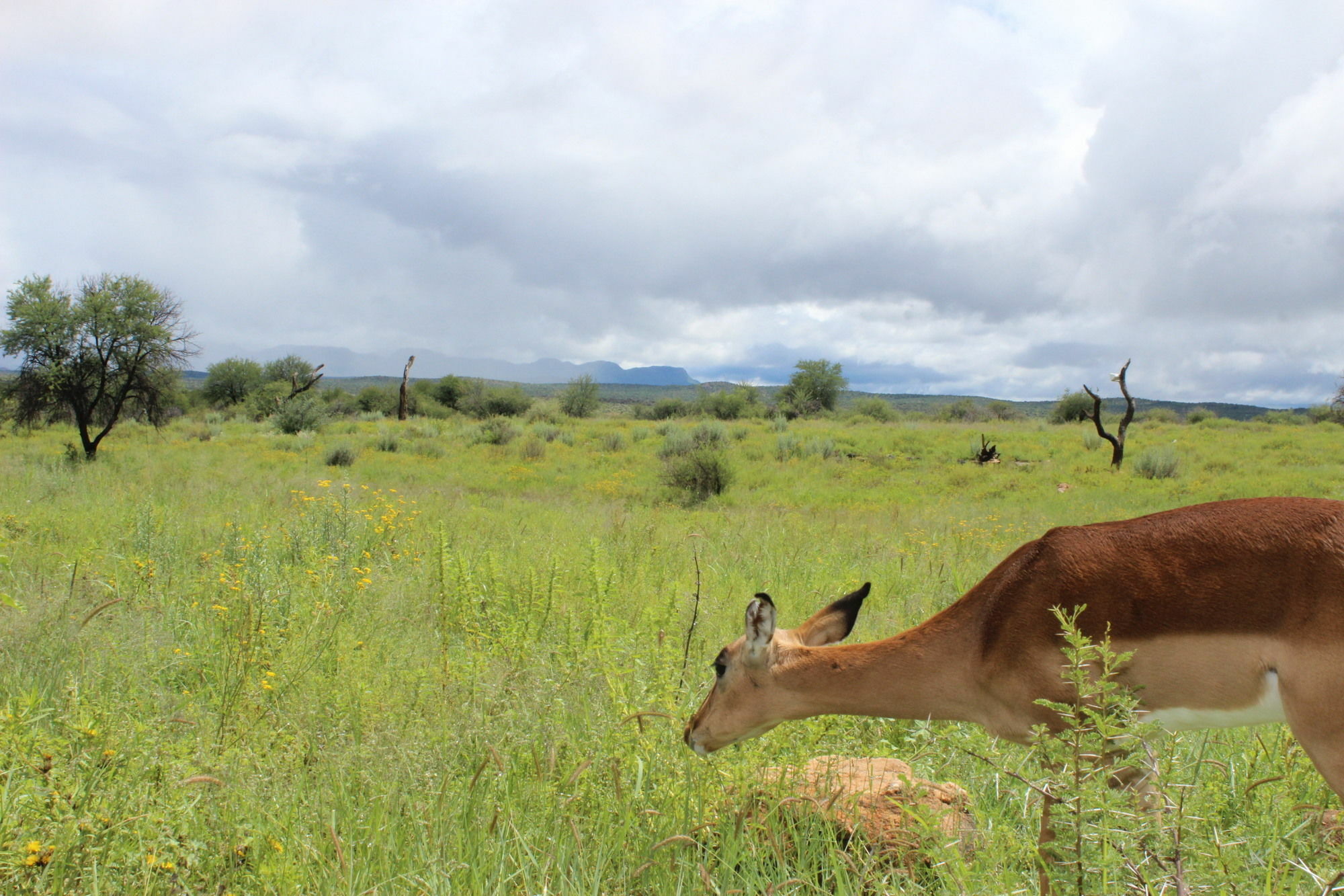 Auas Safari Lodge Falena 外观 照片